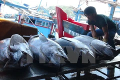 Chine et Vietnam accélèrent le développement durable de la pêche dans le golfe du Bac Bo