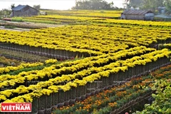 Une région florale du Sud