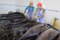 Premier semestre : les exportations de produits aquatiques en hausse