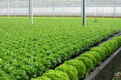 Le Forum international sur l’agriculture bio attire 400 délégués étrangers