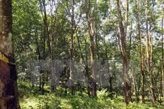 Des progrès dans le développement forestier