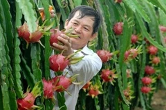 Le fruit du dragon frais vietnamien obtient son visa pour le Japon