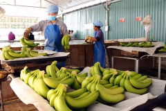 2,84 milliards de dollars d'exportations pour les fruits et légumes en dix mois