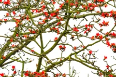 La floraison des kapokiers sous l’objectif photo