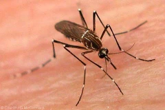 Hanoï: 8 milliards de dongs pour la lutte contre la dengue