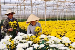 Un nouveau village traditionnel de la floriculture à Dà Lat