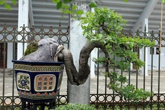 Exposition de plantes ornementales et d'oiseaux à Hanoi