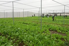 La production de semences, une priorité pour la mégalopole du Sud