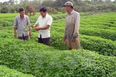 Les entreprises japonaises veulent investir dans l'agriculture biologique à An Giang