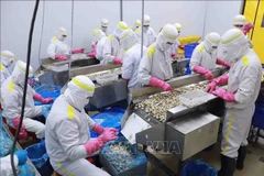Augmentation continue des exportations de mollusques bivalves. Photo: VNA