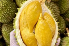 Les exportations de durian devraient rapporter trois milliards de dollars en 2024