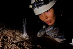 Une espèce inédite découvertes dans le parc national de Phong Nha - Ke Bang