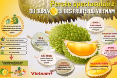 Percée spectaculaire du durian, rois des fruits du Vietnam