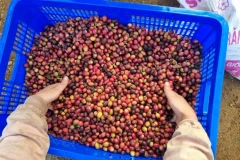 Les produits vietnamiens attirent les importateurs israéliens. Photo: VNA