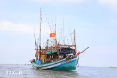 Ca Mau renforce le contrôle de sa flotte de pêche pour lutter contre la pêche INN. Photo: VNA