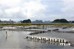 Un élevage de crevettes dans la province côtière de Quang Ninh. Photo : VNA