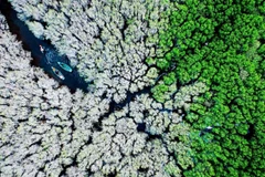 La forêt d'arbres lumnitzera racemosa Bàu Cá Cái en automne. Photo: Alex Cao