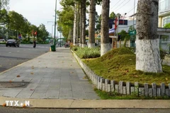 Le projet de rénovation des trottoirs et de la bande médiane de la rue Ly Thuong Kiêt (ville de Cao Lanh, province de Dông Thap) remporté à l’appel d’offre par l’entreprise Công Minh. Photo : VNA