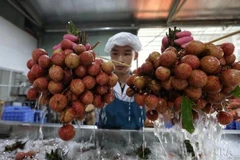 La FAO a déclaré que l’utilisation d’isotopes ou de techniques d’irradiation dans l’agriculture peut contrôler les parasites et les maladies, augmenter la production agricole, protéger les ressources en terres et en eau et garantir la sécurité alimentaire. Photo : VNA