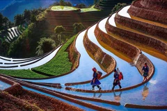 Les rizières en terrasses de Mù Cang Chai à la saison de mise en eau. Photo: VNA