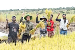 Pham Quang Linh (2e à partir de la gauche) récolte le riz avec des habitants angolais. Photo : baoquocte.vn