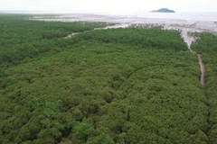 Le développement des forêts et des écosystèmes contribuera à améliorer l'absorption des gaz à effet de serre. Photo : VietnamPlus