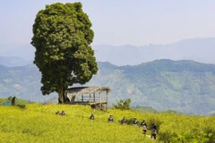 Le village de Phiêng Phàng attire les touristes avec de beaux paysages. Photo : Petrotimes