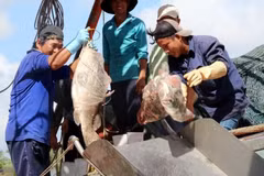 Pêcheurs dans la province méridionale de Kiên Giang. Photo : VNA