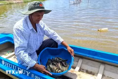 La zone de de culture riz-crevettes du district de Thoi Binh, province de Ca Mau, reçoit la certification de Bonnes pratiques agricoles (BAP) de la Global Aquaculture Alliance. Photo : VNA