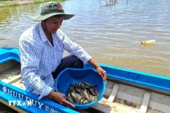 La zone de de culture riz-crevettes du district de Thoi Binh, province de Ca Mau, reçoit la certification de Bonnes pratiques agricoles (BAP) de la Global Aquaculture Alliance. Photo : VNA