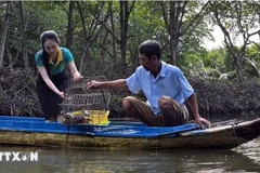 Une touriste fait l’expérience de la pose des casiers à crabes dans un élevage de crevettes dans le site touristique communautaire dans l’hameau de Côn Mui, commune de Dât Mui, district de Ngoc Hiên, province de Cà Mau. Photo: VNAau premier trimestre