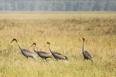 Des grues à tête rouge. Photo : VNA