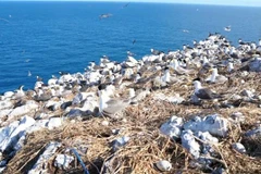 Une volée d'oiseaux au sanctuaire d'oiseaux de Hòn Trứng, dans le parc national de Côn Đảo, dans la province méridionale de Bà Rịa-Vũng Tàu. Photo : VNA