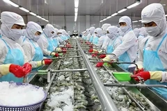 Transformation des crevettes pour l'exportation à l'usine du groupe Minh Phu. Photo : VNA