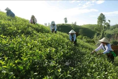 Le district de Tân Son possède la plus grande zone de culture de thé de la province de Phu Tho. Photo d’illustration: VNA