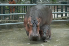 C'est la première fois qu’un bébé hippopotame naît dans le zoo situé au cœur de Hanoi. Photo; Hanoi Times