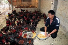 Un membre de la coopérative d’élevage et de commerce de poulets Dông Tao du district de Khoai Châu, province de Hung Yên, nourrit des poulets dans sa ferme. Photo : VNA