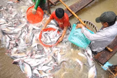 Les droits antidumping américains sur le panga vietnamien font des vagues