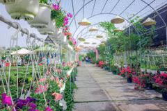 Dông Thap : de nombreuses activités prévues au Festival des fleurs printanières 2019