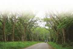 Parc national de Cuc Phuong, la biodiversité grandeur nature