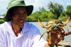 Le crabe de Nam Can de Cà Mau devient une marque commerciale 