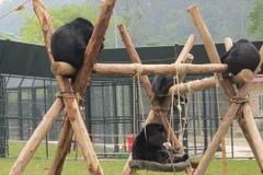 2020 : mettre fin à l'utilisation de la bile d'ours dans la médecine traditionnelle 