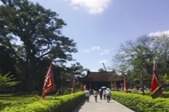 À Lam Kinh, deux arbres phénoménaux 