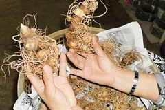 Quang Nam: Plus de 9.000 milliards de dôngs pour la culture du ginseng du mont Ngoc Linh 