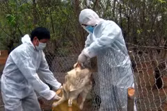 Lai Chau : découverte de deux foyers de grippe aviaire A/H5N6