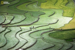 Une photo sur les rizières en terrasses dans le top 10 d’un concours international