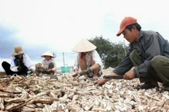 Manioc : 1,5 milliard de dollars d'exportations prévus cette année