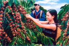 Un projet sur l’agriculture durable démarre à Hâu Giang