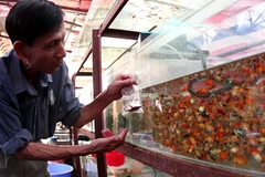 La fièvre des poissons d’aquarium gagne le Vietnam