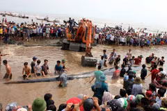 Une baleine de 15 tonnes sauvée à Nghe An